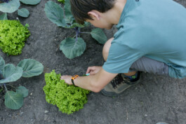 glashausuckermark.de